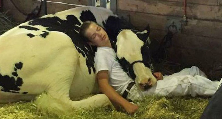 Boy and cow lose state fair contest but win the hearts of millions with their nap